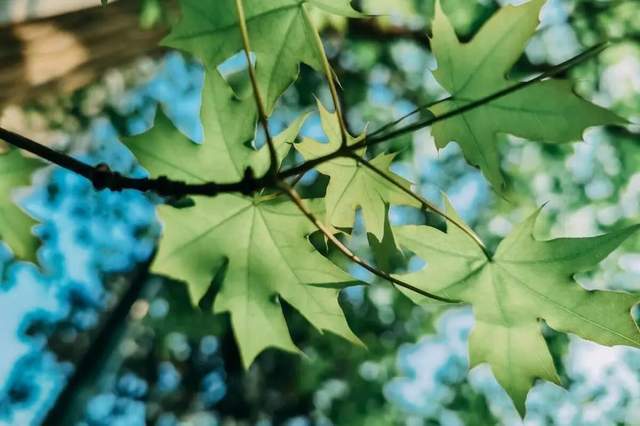 植樹節-春風十里,正“植”有你【杭州易造】 植樹節-春風十里,正“植”有你【杭州易造】
