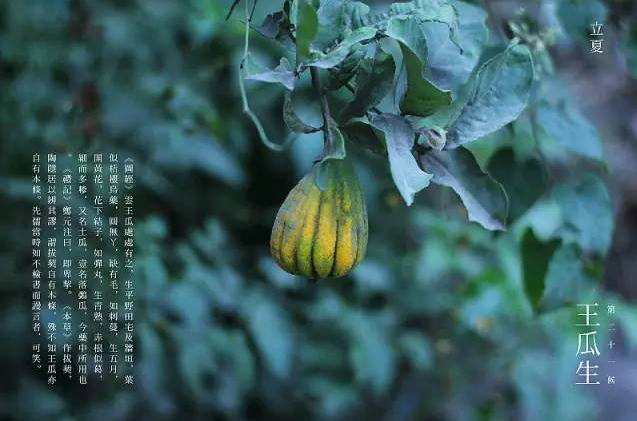 立夏六|春光忽盡,夏木成陰【杭州易造】 立夏六|春光忽盡,夏木成陰【杭州易造】